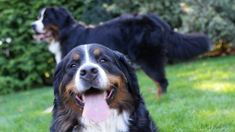 Berners Bravoure BBQ 2025