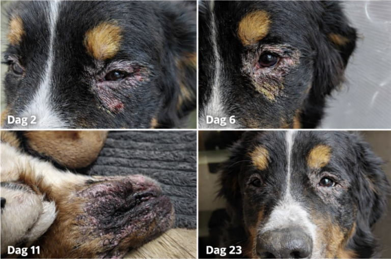 Oogontsteking berner sennen hond